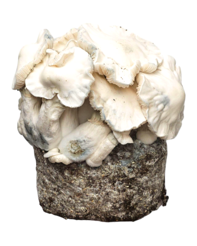 Jack Frost Growkit