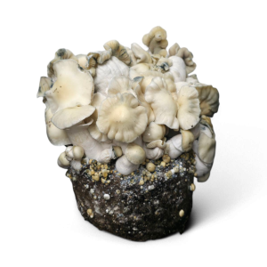 WhiteBilly Growkit