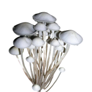 Panaeolus Cambodginiensis “Thailand”