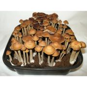Psilocybe Subtropicalis “Semperviva”