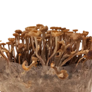 Psilocybe Subtropicalis “Semperviva”