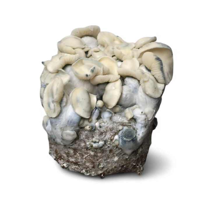 Albino Melmak Thick PE