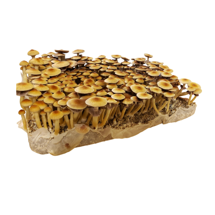 Golden Teacher