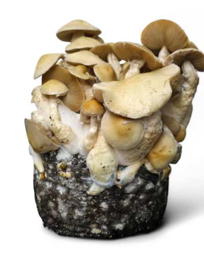 Cascadian Teacher Growkit