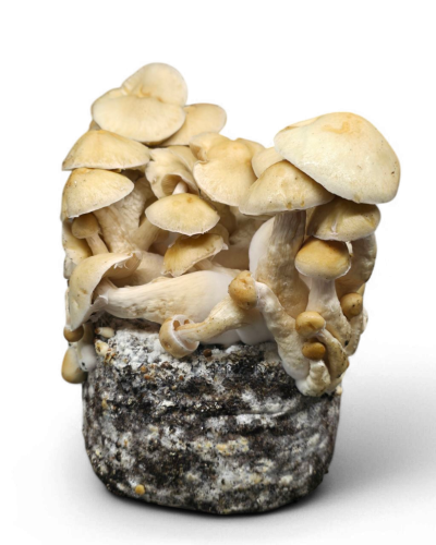Cascadian Teacher Growkit