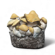 Mac Galactic Growkit