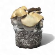 Mac Galactic Growkit