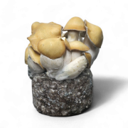 Mac Galactic Growkit