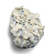 AMTP Growkit