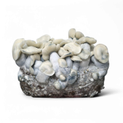 AMTP Growkit