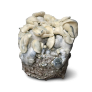 AMTP Growkit