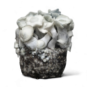 APE221 Growkit