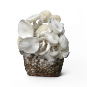 Leucistic JMF Growkit