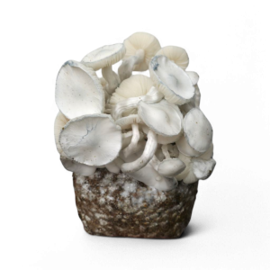 Leucistic JMF Growkit