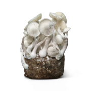 Leucistic JMF Growkit