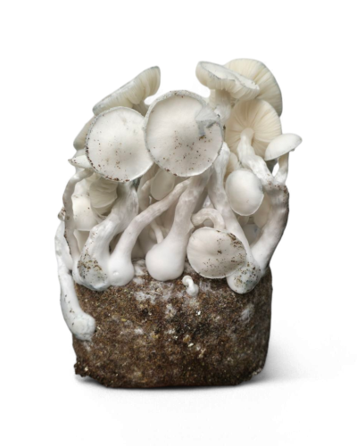 Leucistic JMF Growkit
